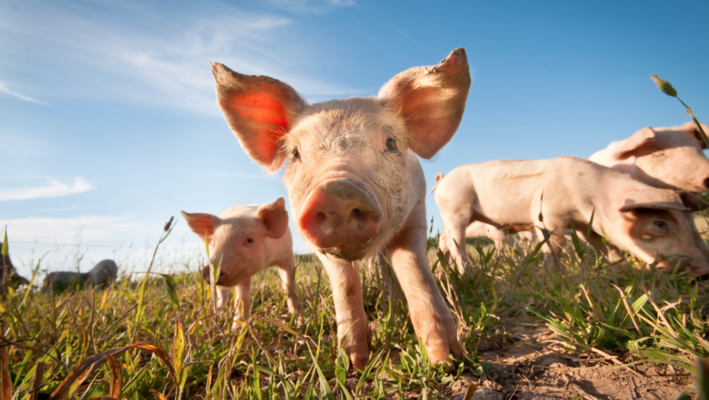 captura-de-pantalla-2023-12-13-a-las-110339am-1024x578