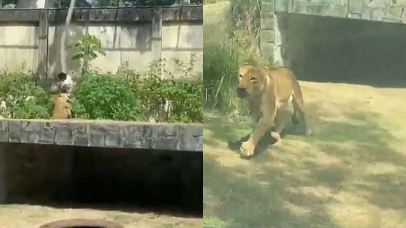 leona-ataca-hombre-brasil