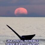 Ballena saltando frente a la luna llena en Puerto Madryn Chubut