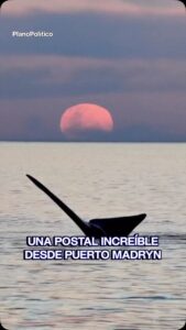 Ballena saltando frente a la luna llena en Puerto Madryn Chubut