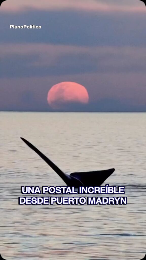 Ballena saltando frente a la luna llena en Puerto Madryn Chubut
