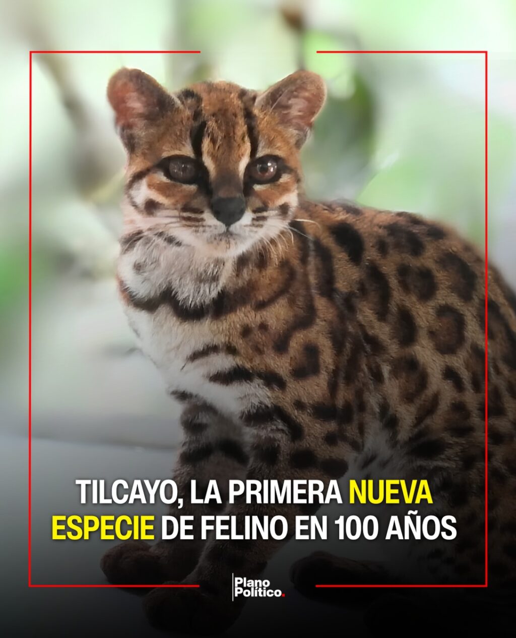 Felino pequeño de aspecto silvestre en entorno natural boliviano
