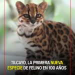 Felino pequeño de aspecto silvestre en entorno natural boliviano