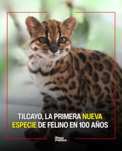 Felino pequeño de aspecto silvestre en entorno natural boliviano