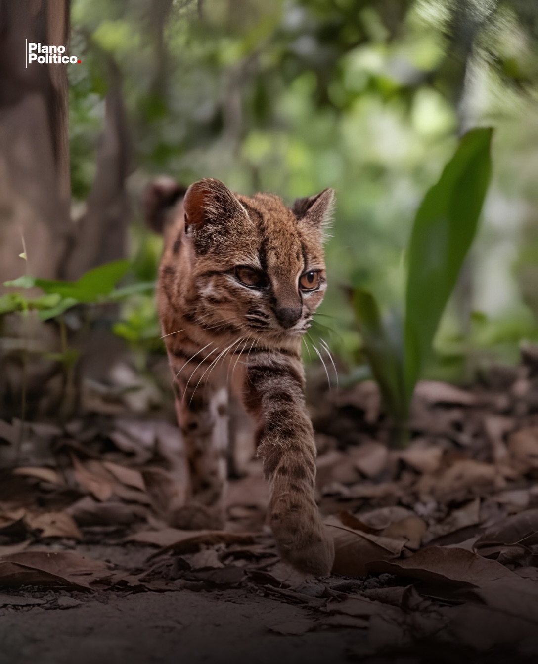 Felino pequeño de aspecto silvestre en entorno natural boliviano